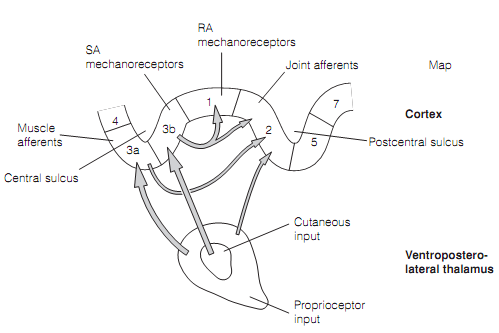 1060_Dorsal column–medial lemniscal (DcmL) pathway  3.png